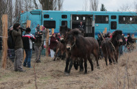 Historical event: wild horses are returning to Central Europe after centuries