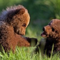 European Wildlife - Two of the brown bear cubs play in the grass at the wildlife park of Poing, southern Germany.  - Photo: Isifa.com / Andreas Gebert