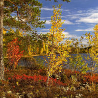 European Wildlife - Fall colours in Koli national park, Finland. - Photo: Samphotostock / Luca Manieri