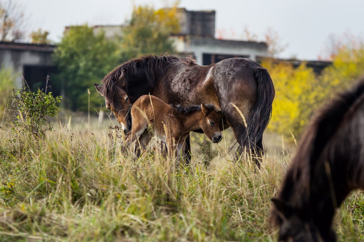 50 years after: The largest Soviet base after the occupation of former Czechoslovakia in 1968 has changed into a wild horses and wisents paradise