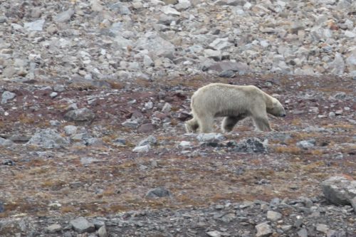 A hungry female bear strayed into a Russian town. Polar predators are jeopardised by climate change