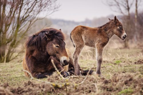 This year’s first wild horse foal was born today in the large ungulate reserve
