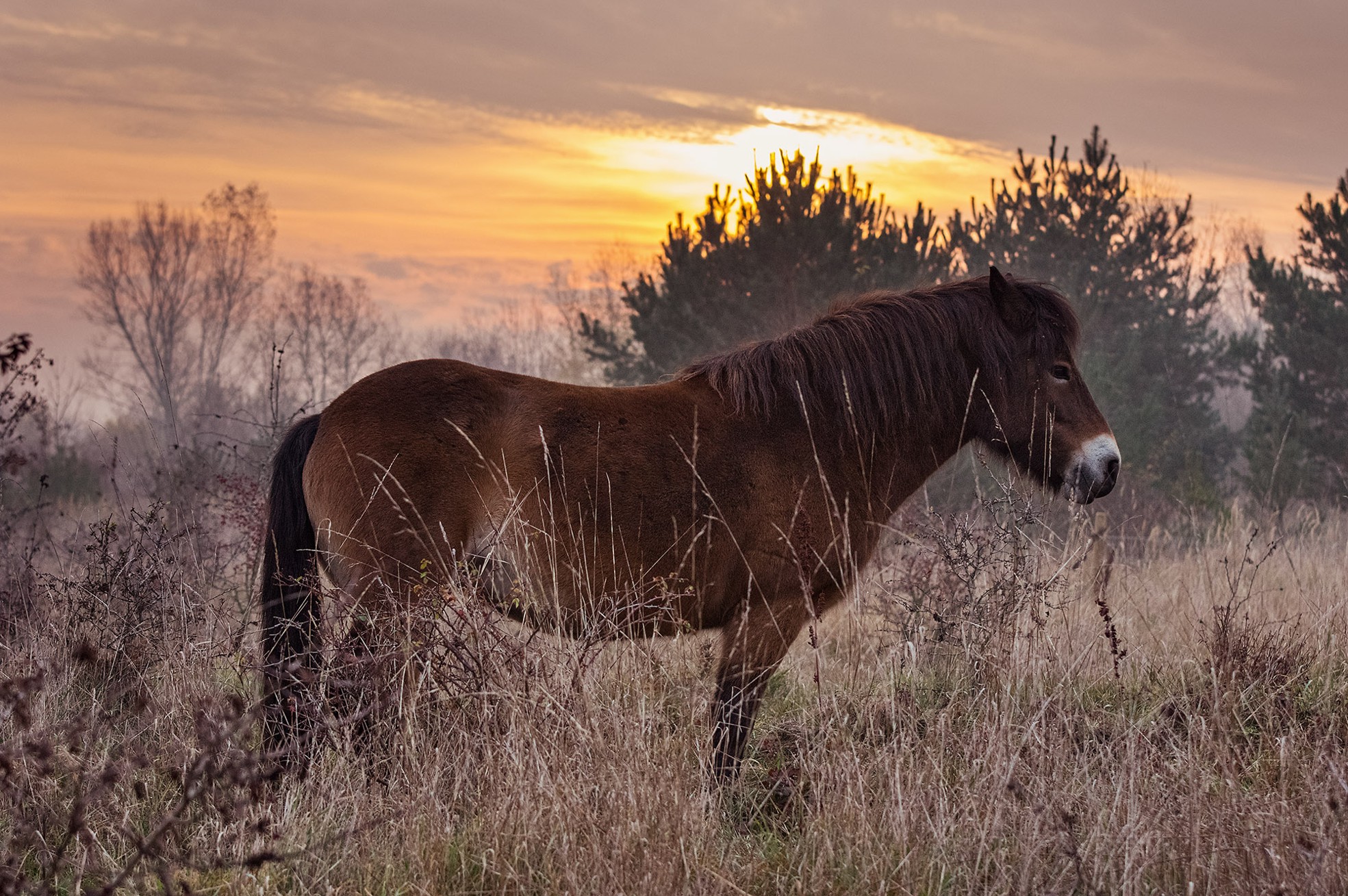 wild horses wild horses
