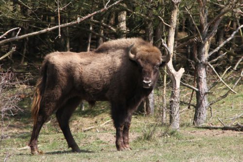 The wisent bull from Milovice, which was given name by students from Vienna, left today to Netherlands