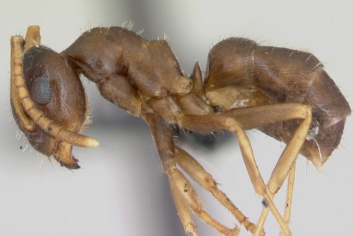 AntWeb.org image of Order:Hymenoptera Family:Formicidae Genus:Lasius Species:Lasius neglectus Specimen:casent0173143 View:profile