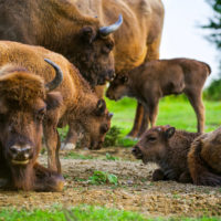 european-wildlife-nature-reserve-european-serengeti-european-bison-calves
