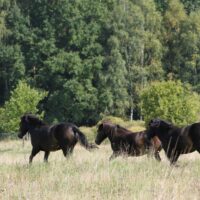 The whole reserve at the meanders of the Luznice River has been opened to wild horses for the first time today