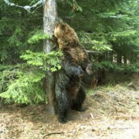 New revealing study focuses on the conservation genetics of Europe's southern fringe population of brown bears
