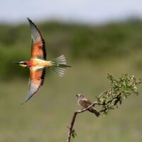 Rare European bee-eaters are nesting directly in the large ungulate reserve for the first time this year