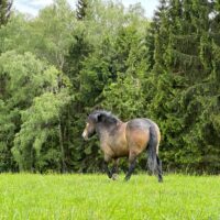 The exchange of European bison from several breeding groups will help enhance the genetic diversity of a new reserve for large herbivores