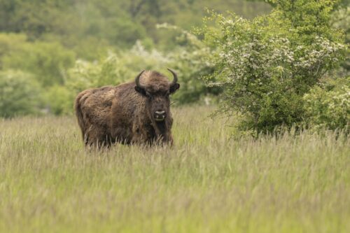 Six European Bison from the European Serengeti and other reserves departed for Nothern Spain today